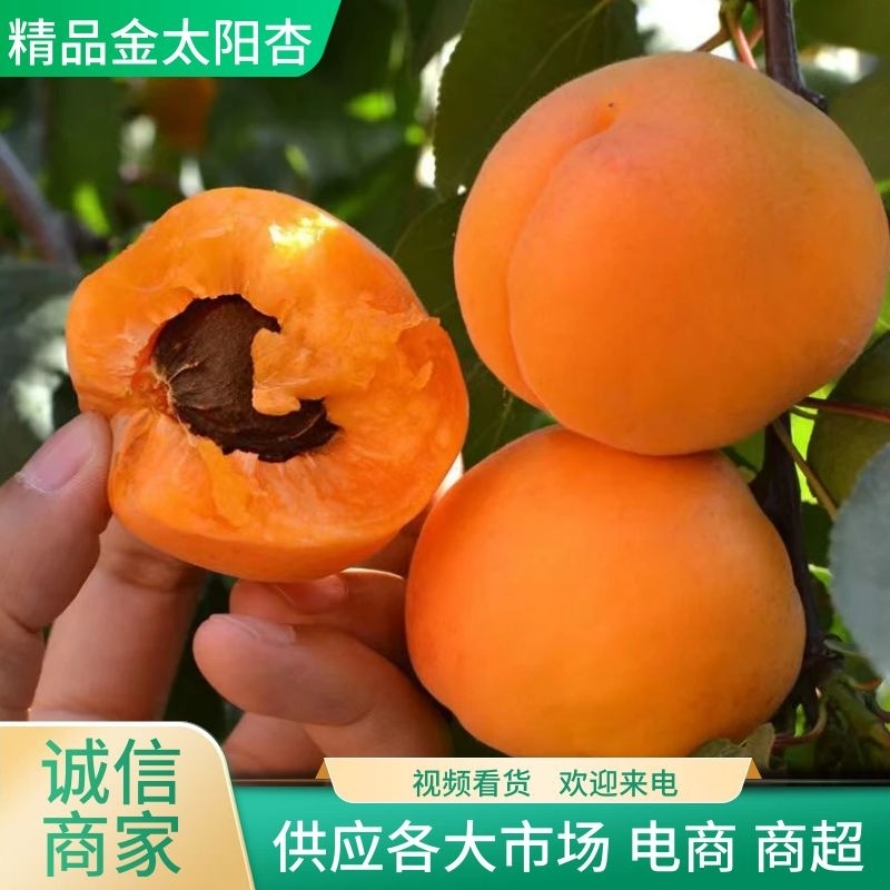 【杏】正宗金太阳杏山西永济大黄杏应季水果产地直发