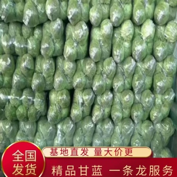 精品甘蓝大量货源【专业代办】货源充足运输便利