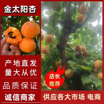 山西黄杏现摘现发供应各大市场电商商超支持一件代发