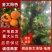 山西黄杏现摘现发供应各大市场电商商超支持一件代发