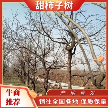 【地头直发】柿子树，甜柿子树10公分以上柿子树可视频看货