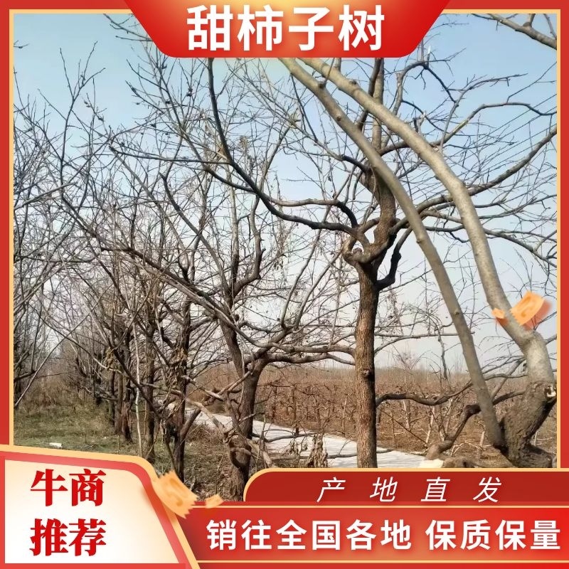 【地头直发】柿子树，甜柿子树10公分以上柿子树可视频看货