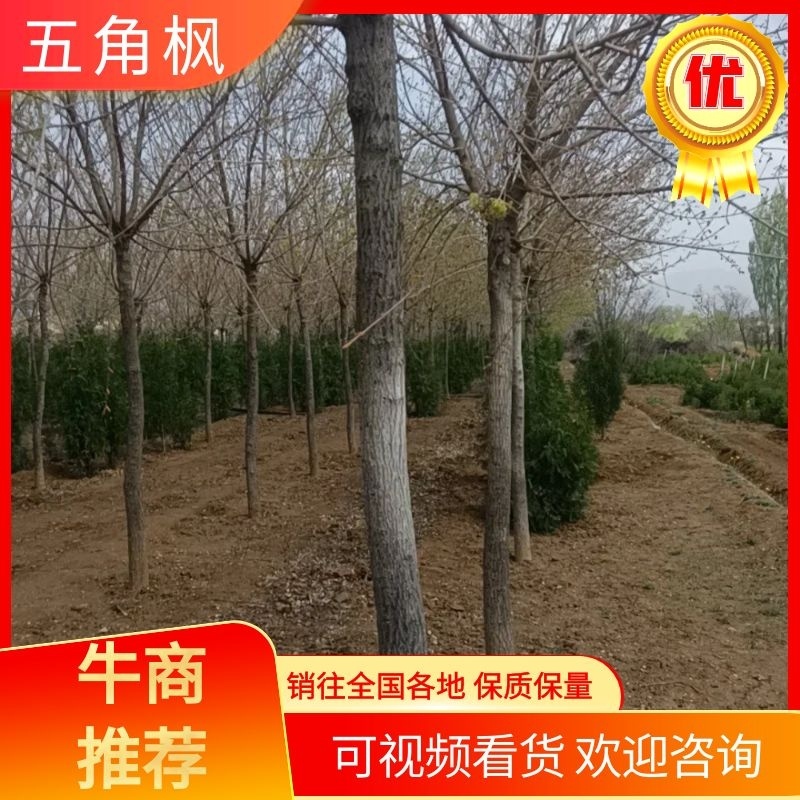 【规格齐全】五角枫价格，十公分以上五角枫地头直发带土发货