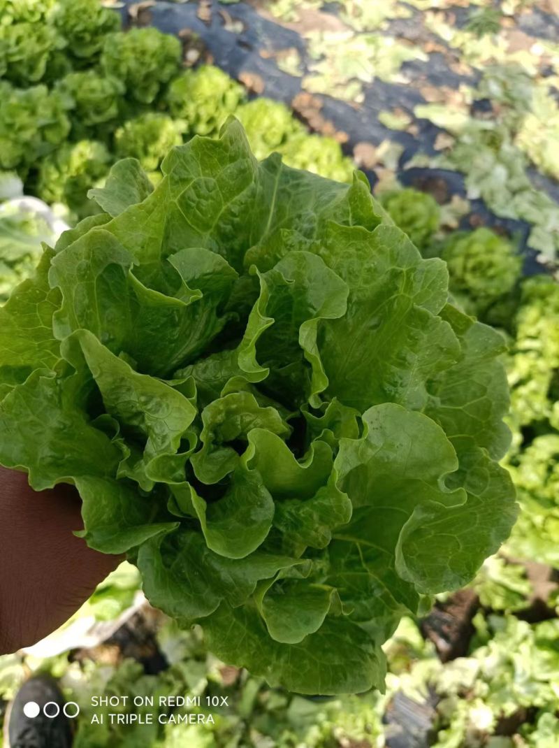[推荐]河南南阳生菜基地常年供应中量大从优需要的电联