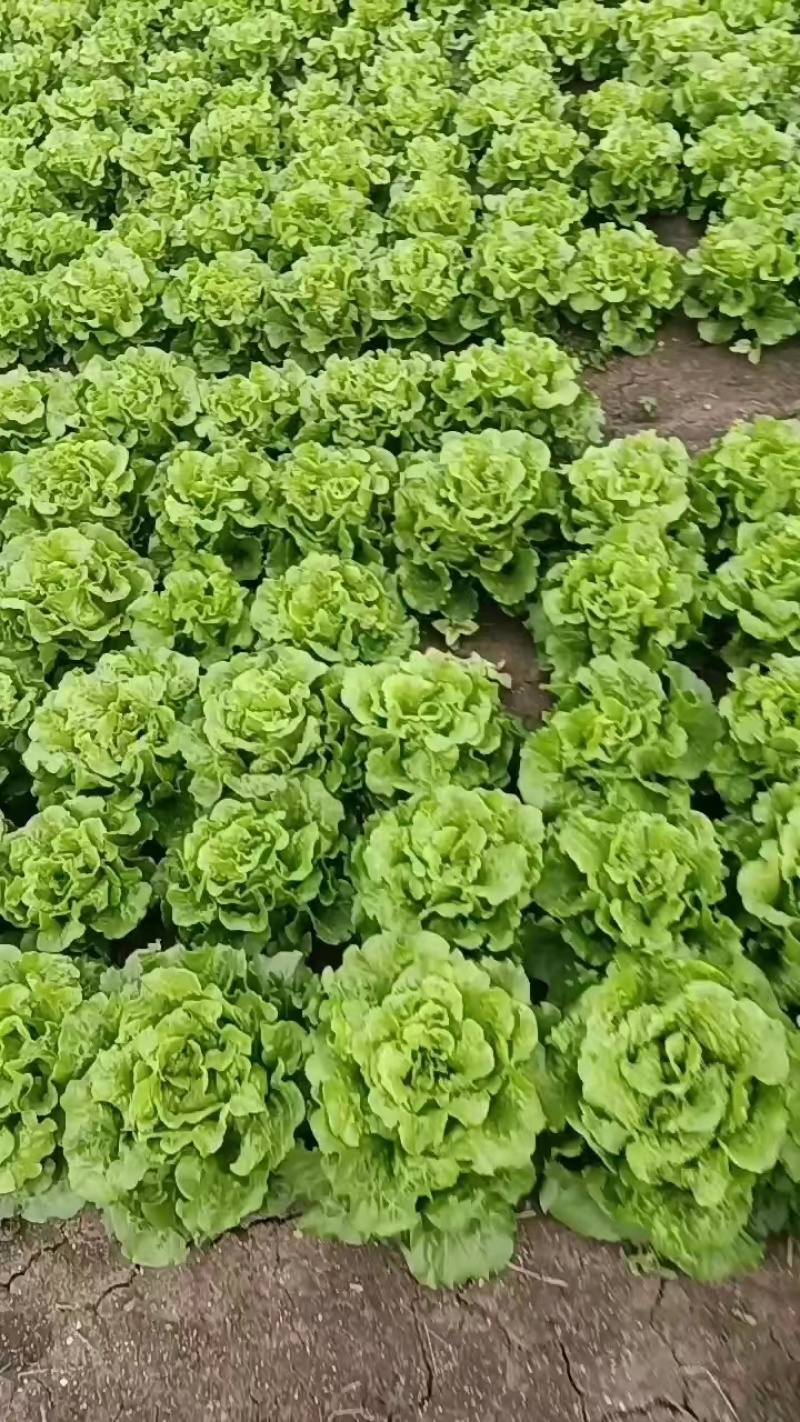 [推荐]河南南阳生菜基地常年供应中量大从优需要的电联