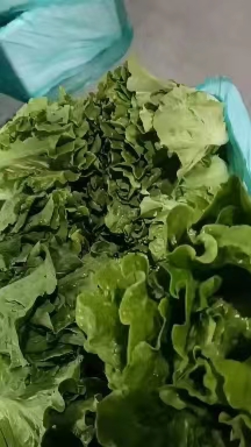 [推荐]河南南阳生菜基地常年供应中量大从优需要的电联