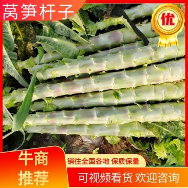 湖北莴笋杆子，大量有货，质量好无空心无裂口，欢迎老板订购