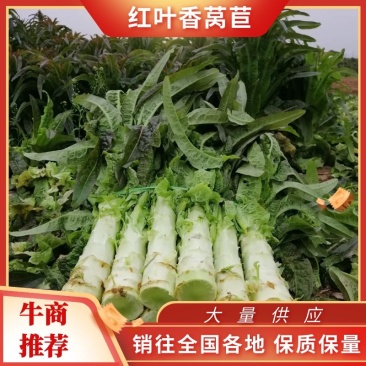【产地货源】莴笋万亩种植基地大量上，欢迎各地客商来电咨询
