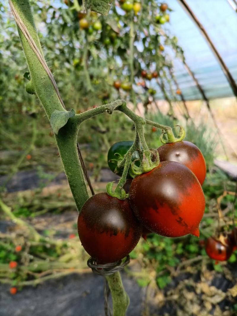 辽宁紫桃西红柿盐碱地种植肉厚汁水多VC含量丰富口感好量大