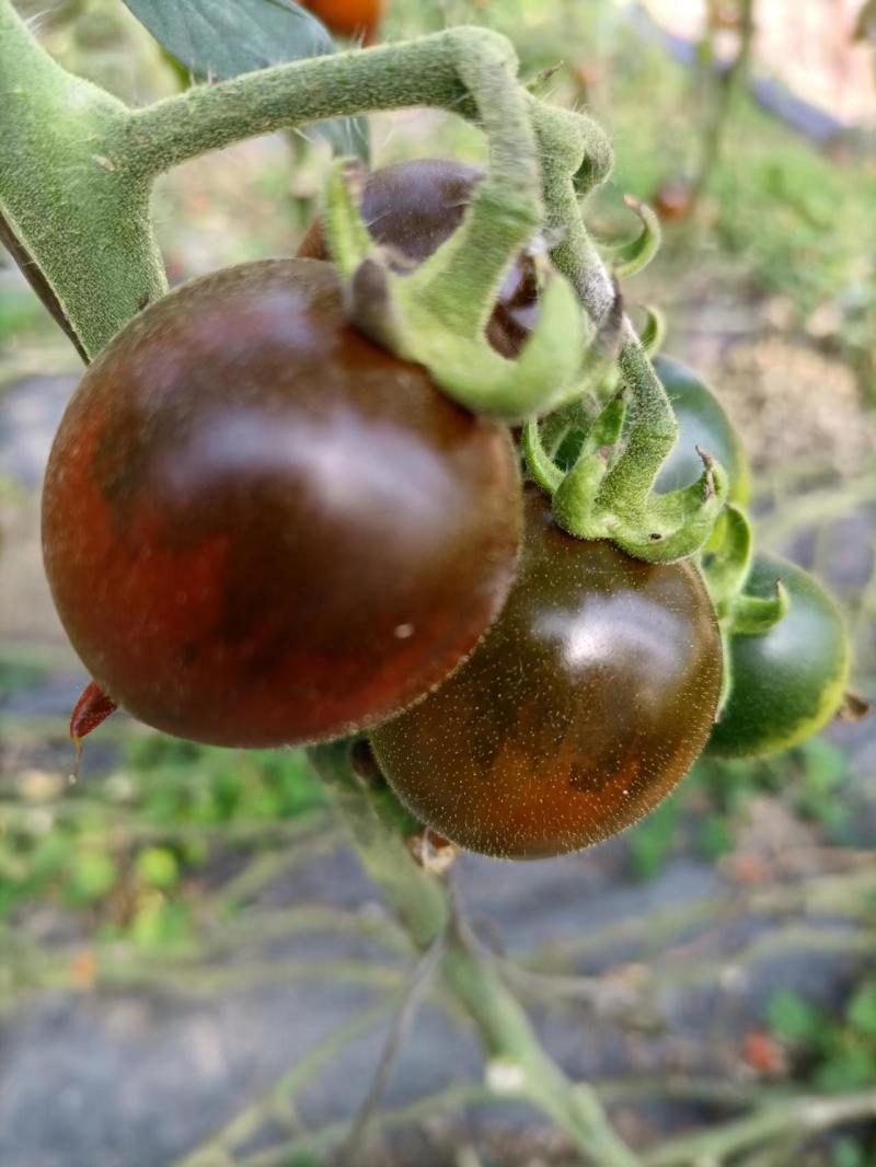 辽宁紫桃西红柿盐碱地种植肉厚汁水多VC含量丰富口感好量大
