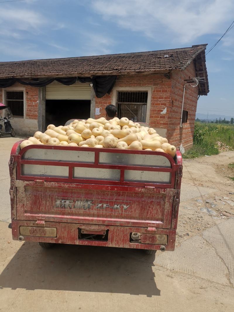 【湖北奶油南瓜】品种齐全正宗口感软糯香甜产地直发质量保证