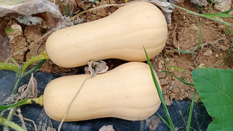 【湖北奶油南瓜】品种齐全正宗口感软糯香甜产地直发质量保证