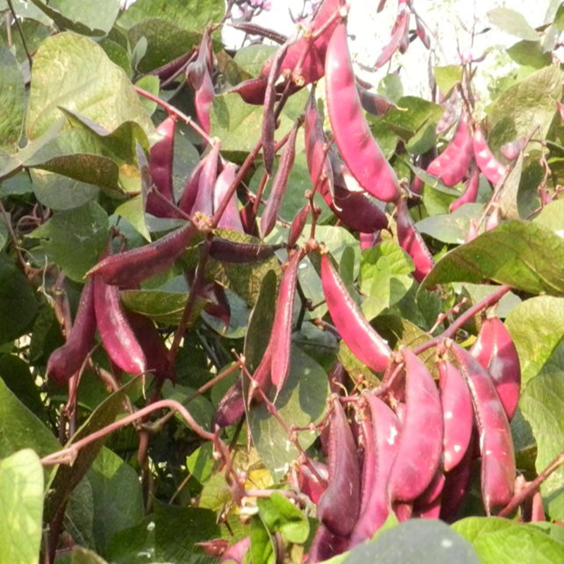 红霞早熟红扁豆种子紫眉豆角种子高产热春秋结荚多红眉豆