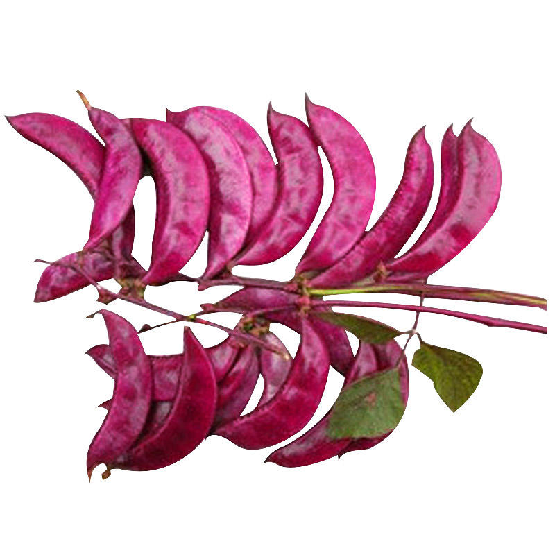 红霞早熟红扁豆种子紫眉豆角种子高产热春秋结荚多红眉豆