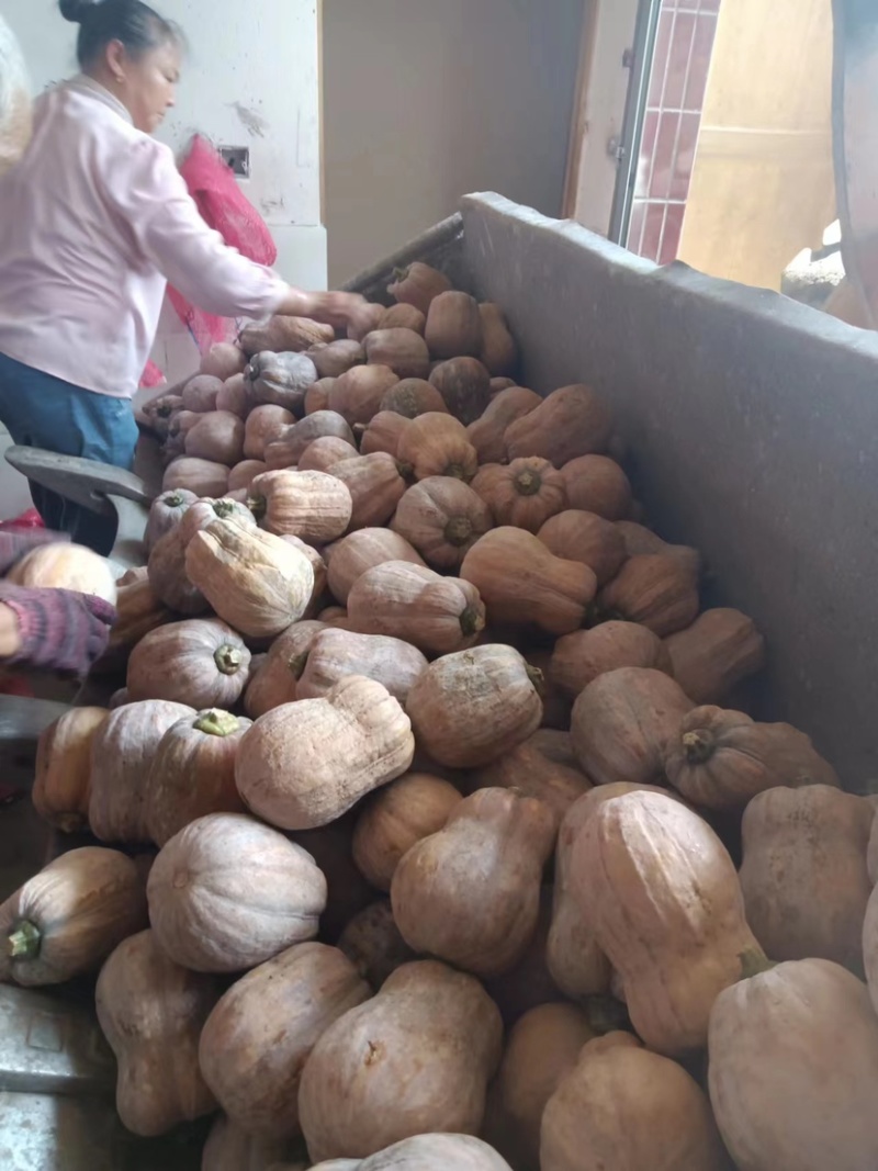 【实力】精品湖北金香南瓜品种齐全产地直发质量好代发全国