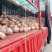 【实力】精品湖北金香南瓜品种齐全产地直发质量好代发全国