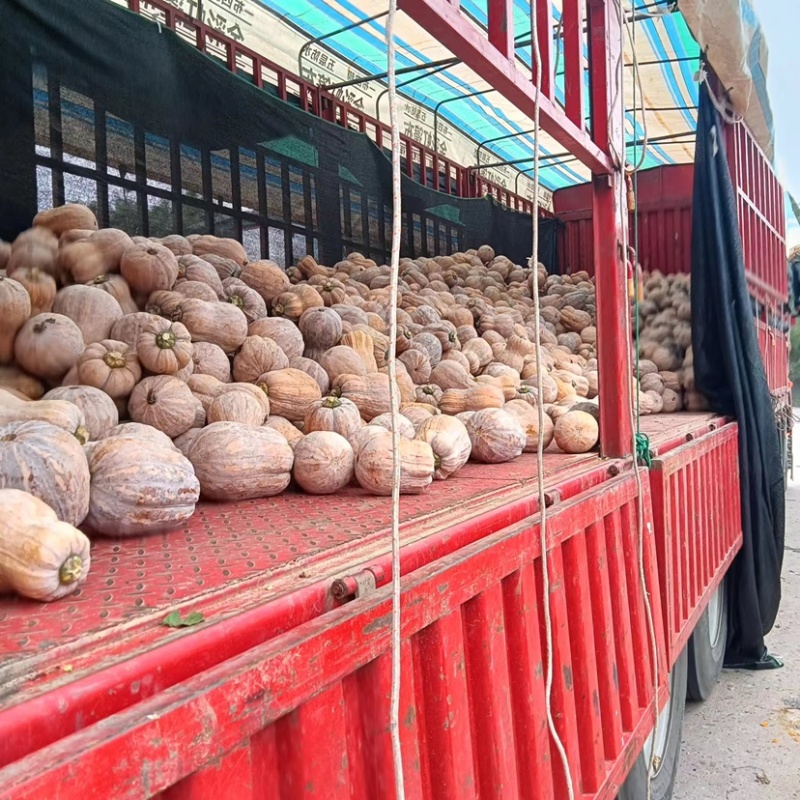 【实力】精品湖北金香南瓜品种齐全产地直发质量好代发全国