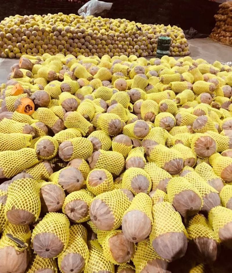 【实力】精品湖北金香南瓜品种齐全产地直发质量好代发全国