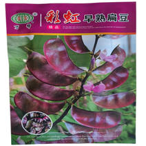 彩虹早熟扁豆种子紫红眉豆种子高产红扁豆种子春秋抗热