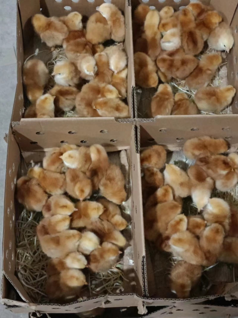 陕西鸡苗快大良凤花大量有货，支持全国各地发货