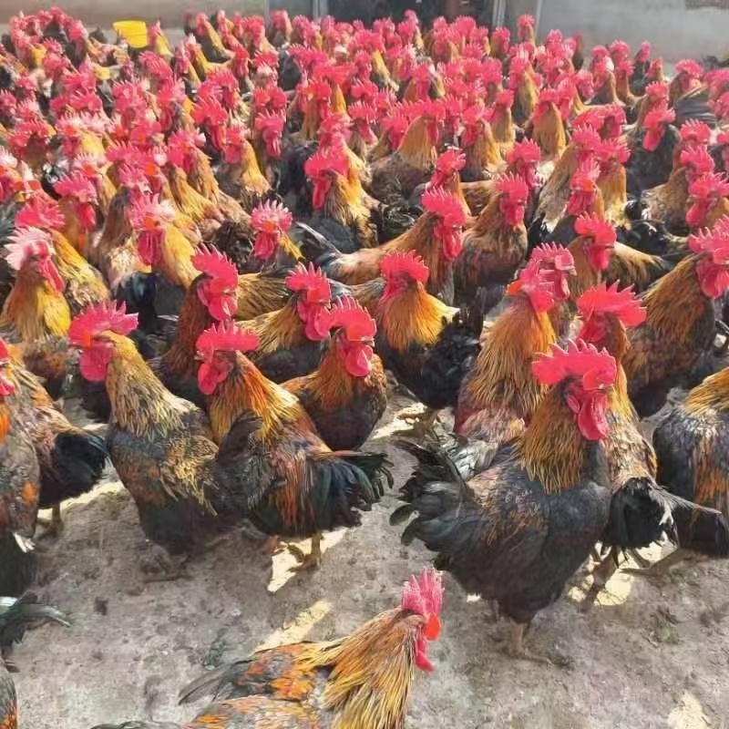 陕西鸡苗快大良凤花大量有货，支持全国各地发货