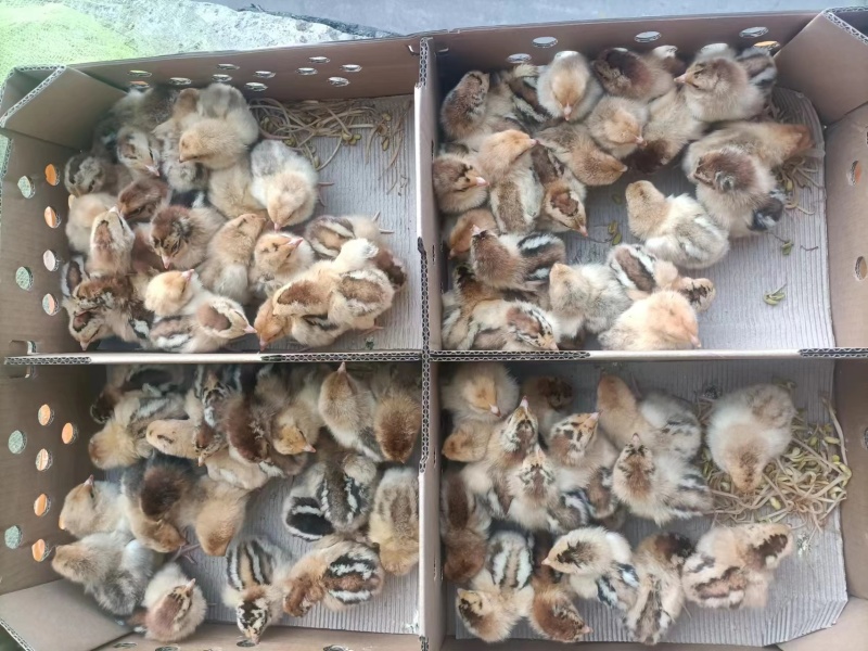 陕西鸡苗快大良凤花大量有货，支持全国各地发货