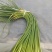 【推荐】蒜薹聊城红帽蒜薹2023新货质优价廉全国发货