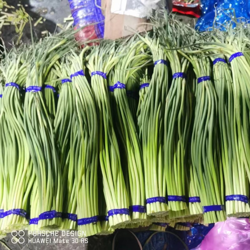 【推荐】蒜薹聊城红帽蒜薹2023新货质优价廉全国发货