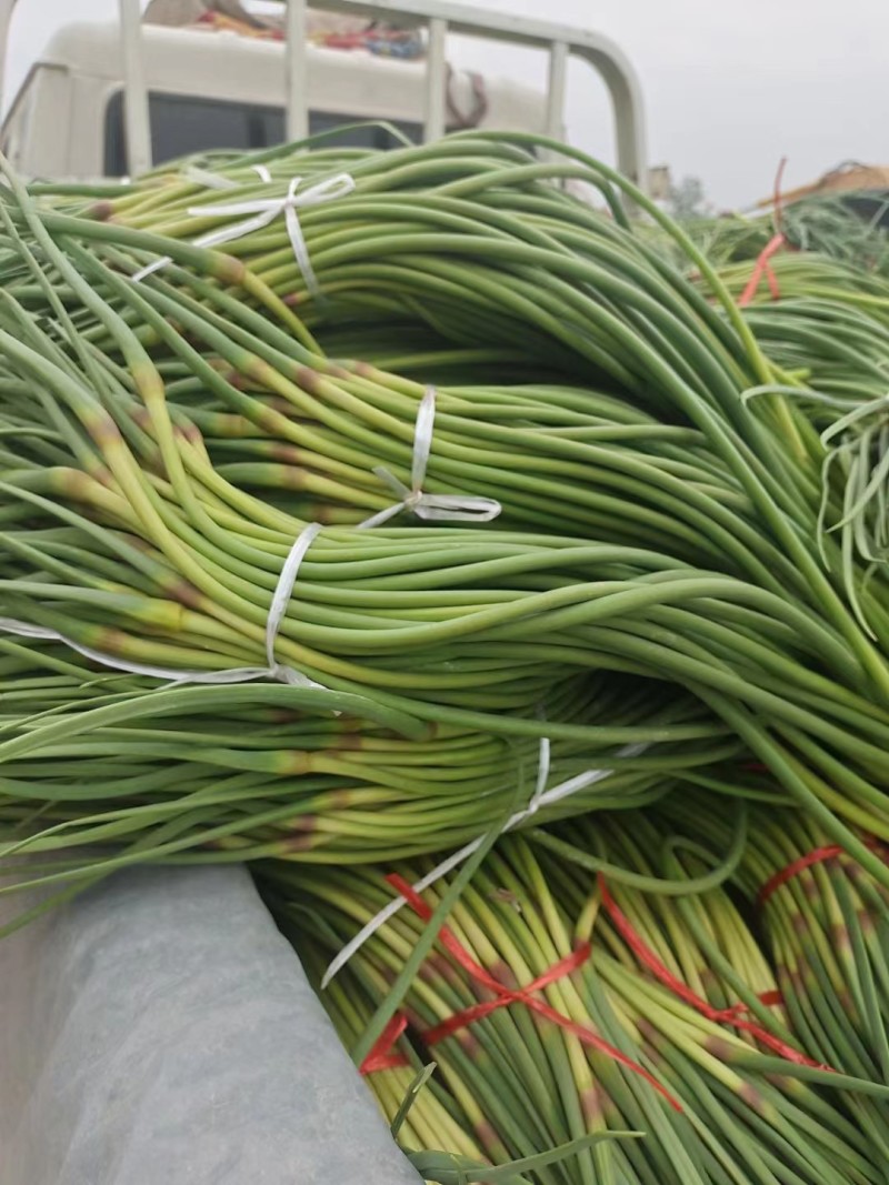 【推荐】蒜薹聊城红帽蒜薹2023新货质优价廉全国发货