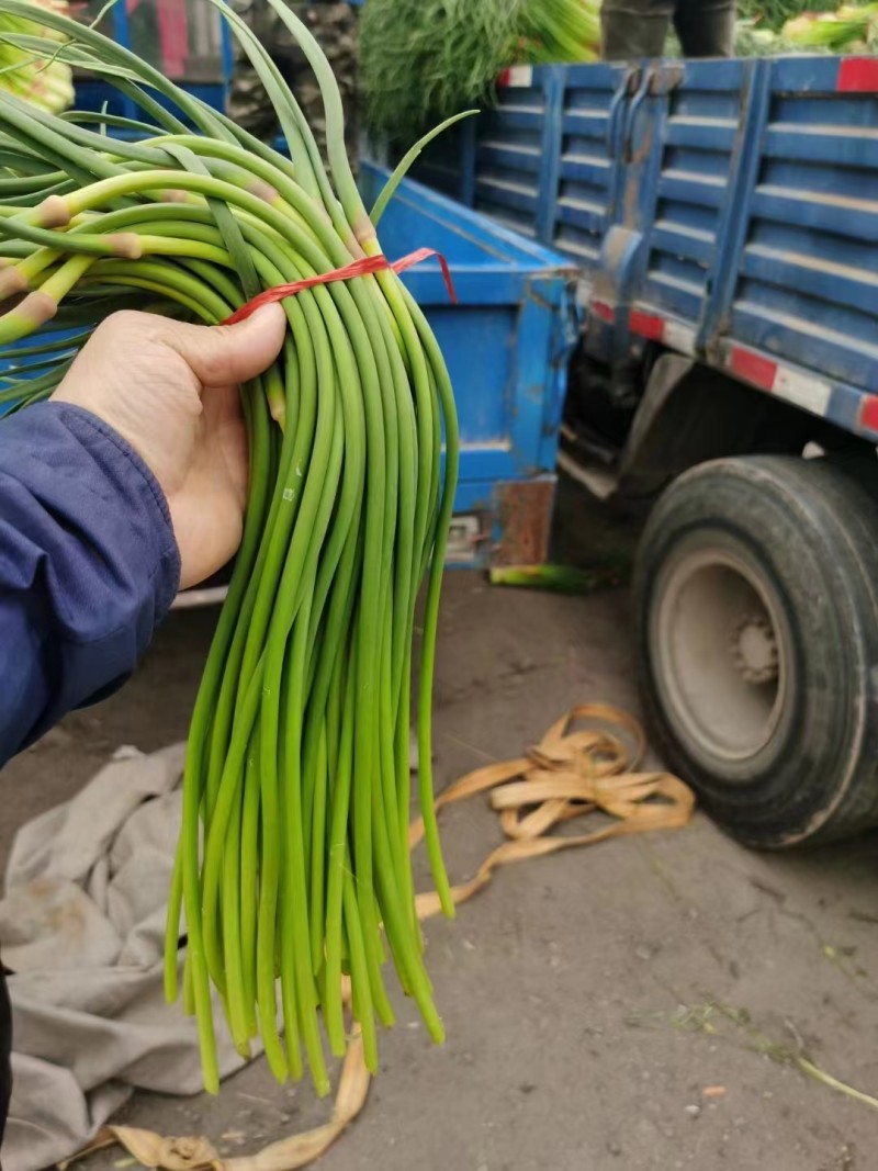 【推荐】蒜薹聊城红帽蒜薹2023新货质优价廉全国发货