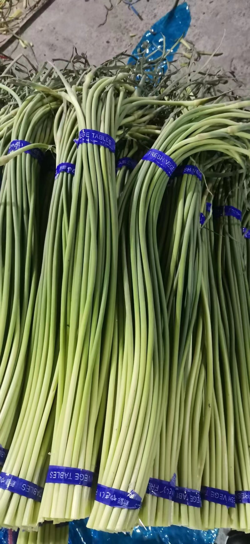 【推荐】蒜薹聊城红帽蒜薹2023新货质优价廉全国发货
