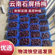 【品种齐全】对接加工厂红果东魁杨梅新鲜采摘包装精美欢迎采购