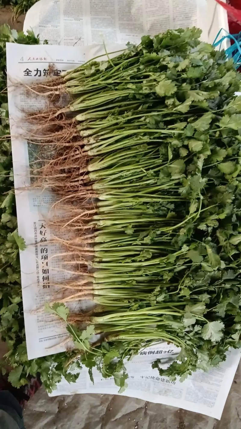 【香菜】聊城大叶香菜产地直发供应全国市场电商欢迎咨询