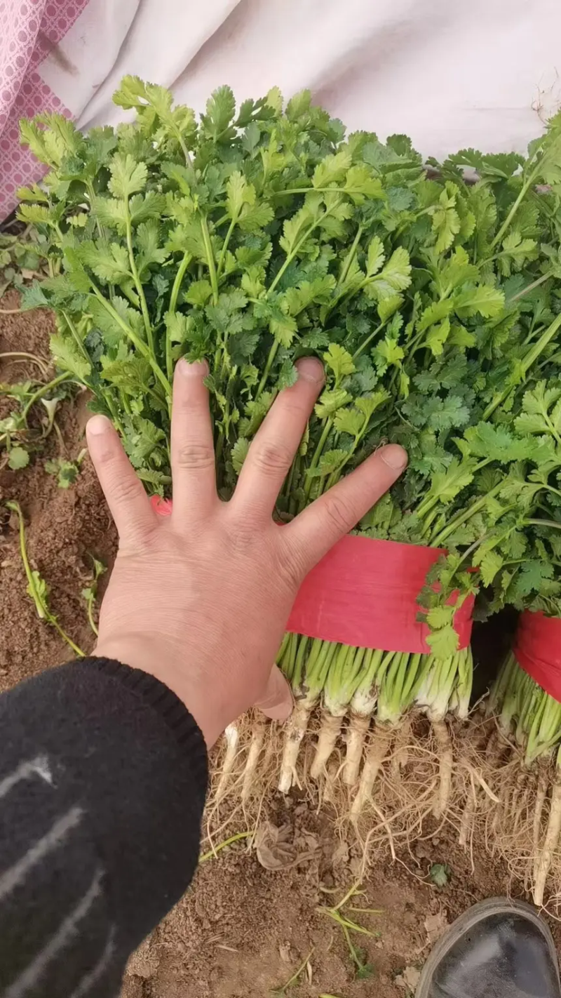 【香菜】聊城大叶香菜产地直发供应全国市场电商欢迎咨询