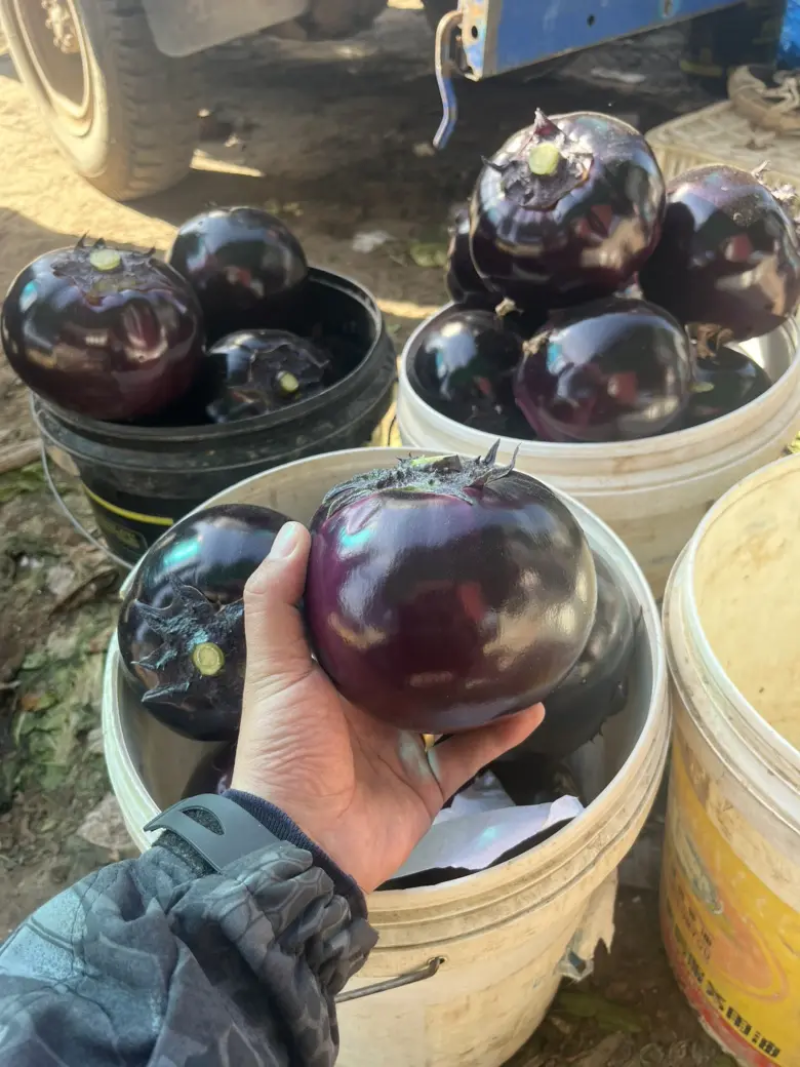 【茄子】山东紫光圆茄大量供应可视频看货品质保证