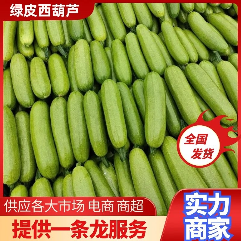 【西葫芦】精品绿皮西葫芦原产地直发供应全国市场电商