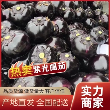 【茄子】山东紫光圆茄大量供应可视频看货品质保证