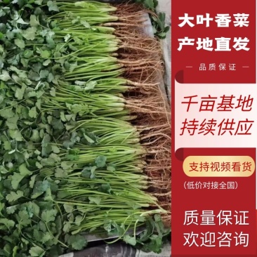 【香菜】聊城大叶香菜产地直发供应全国市场电商欢迎咨询