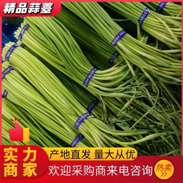 【推荐】蒜薹聊城红帽蒜薹2023新货质优价廉全国发货