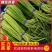 【推荐】蒜薹聊城红帽蒜薹2023新货质优价廉全国发货