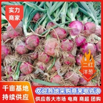 【好货】洋葱精品二红洋葱产地直发可视频看货欢迎咨询
