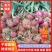 【好货】洋葱精品二红洋葱产地直发可视频看货欢迎咨询