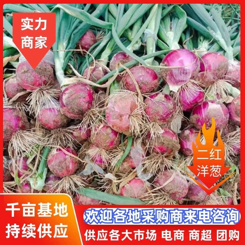 【好货】洋葱精品二红洋葱产地直发可视频看货欢迎咨询