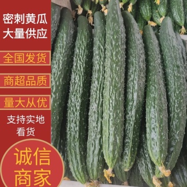 【黄瓜】聊城密刺黄瓜低价供应全国各大市场电商商超