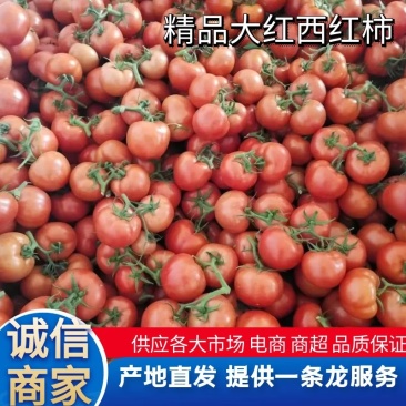 【西红柿】聊城大红西红柿大量上市产地直发可视频看货