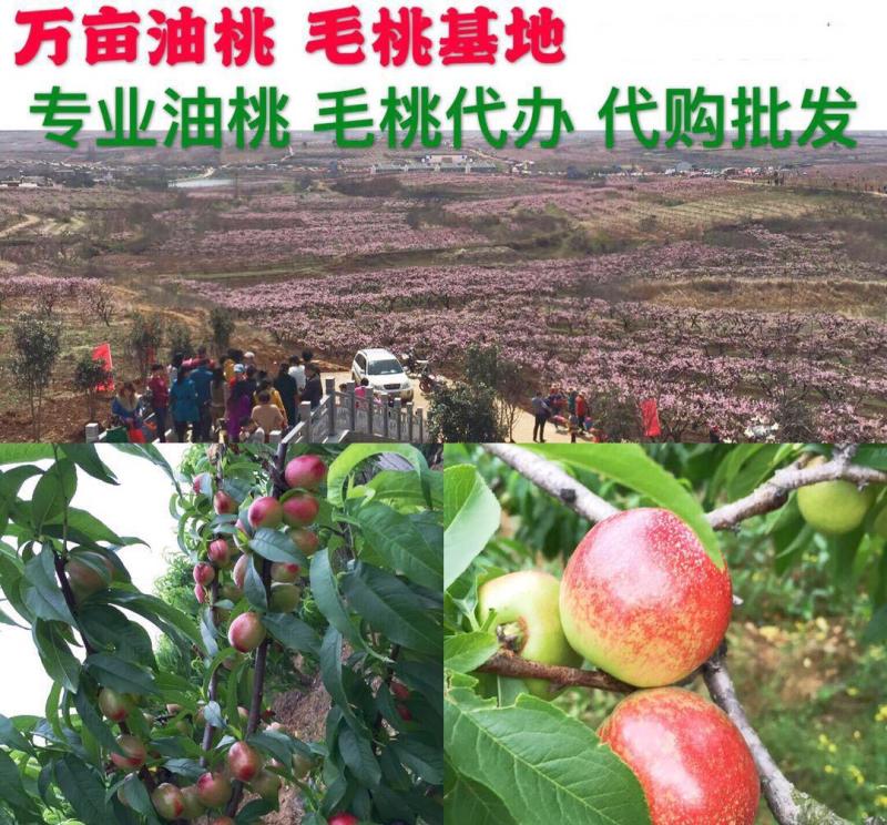 正宗黄心油桃精选油桃现货现发农业示范基地全国代发