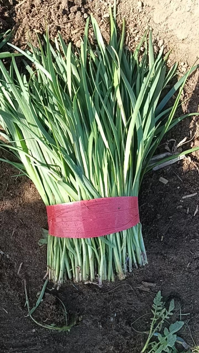 优质韭菜乐亭韭菜，产地发货大量上市货源充足