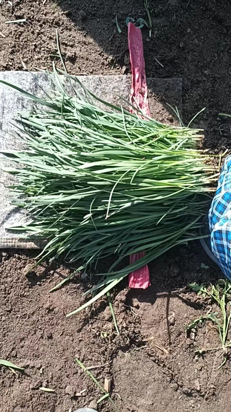 优质韭菜乐亭韭菜，产地发货大量上市货源充足