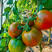 铁皮柿子水果番茄种子国泰草莓柿子早熟抗TY甜度
