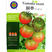 铁皮柿子水果番茄种子国泰草莓柿子早熟抗TY甜度